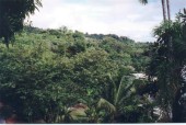 Thumbs/tn_Treeline View.jpg
